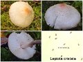 Lepiota cristata-amf1179-1